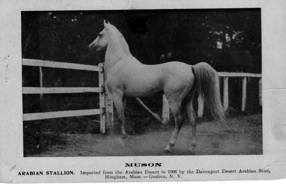 Muson, an Arabian Stallion